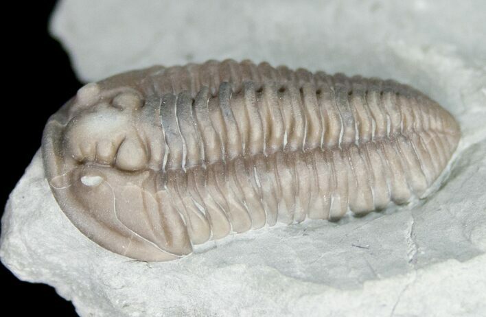 Flexicalymene Trilobite From Ohio - Very Inflated #11460